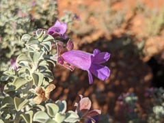 Eremophila rotundifolia