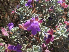 Eremophila rotundifolia