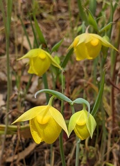 Calochortus pulchellus