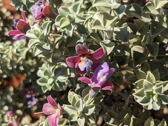Eremophila rotundifolia