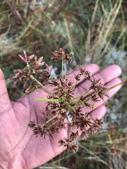 Cyperus denudatus