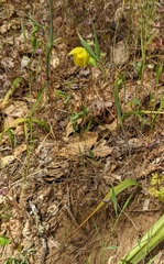 Calochortus pulchellus