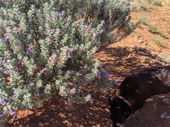 Eremophila rotundifolia