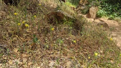 Calochortus pulchellus