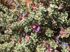Eremophila rotundifolia