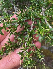 Coprosma pseudocuneata