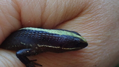 Pholidobolus vertebralis