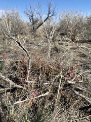 Opuntia × debreczyi