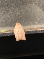 Sparganothis distincta