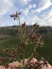 Cyperus denudatus