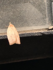 Sparganothis distincta