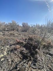 Opuntia × debreczyi