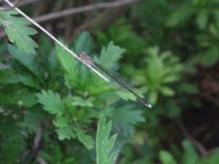 Argentagrion ambiguum