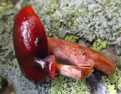 Lactarius badiosanguineus
