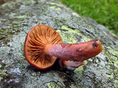 Lactarius badiosanguineus