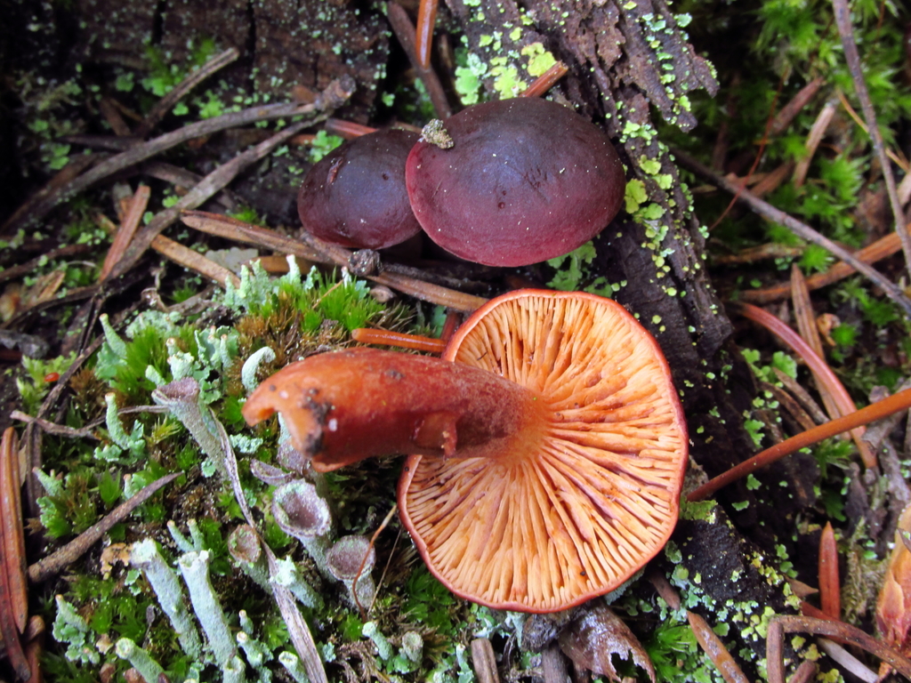 Russularia