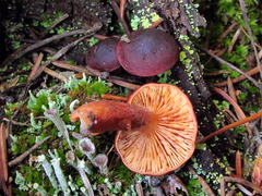 Lactarius badiosanguineus