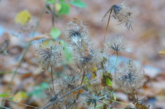 Porophyllum punctatum