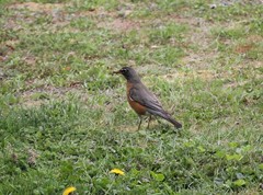 Turdus migratorius