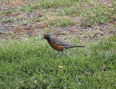 Turdus migratorius