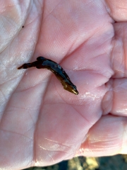 Gastroscyphus hectoris