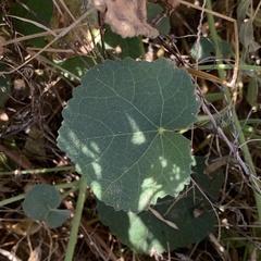 Image of Pavonia senegalensis