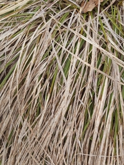 Carex longirostrata