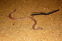 Phyllorhynchus decurtatus