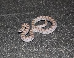 Phyllorhynchus decurtatus