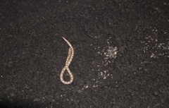 Phyllorhynchus decurtatus