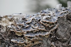 Trametes versicolor