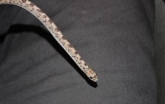 Phyllorhynchus decurtatus