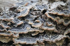 Trametes versicolor