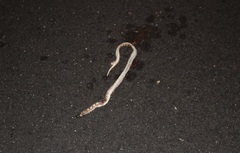 Phyllorhynchus decurtatus