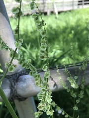 Rumex acetosa