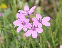 Erodium cicutarium