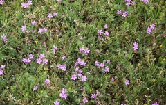 Erodium cicutarium