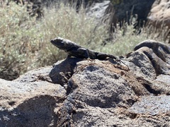 Sceloporus occidentalis