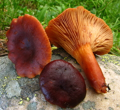 Lactarius badiosanguineus