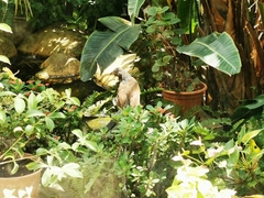 Centropus sinensis