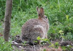 Sylvilagus floridanus
