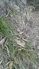 Poa anceps