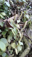 Peperomia urvilleana