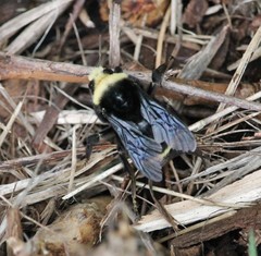Bombus