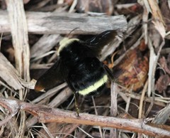 Bombus