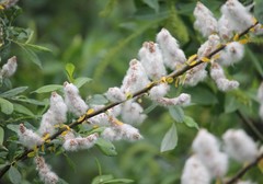 Salix