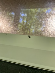 Rhamphomyia longicauda