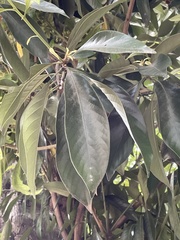 Lithocarpus edulis