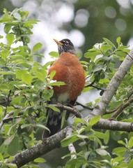 Turdus migratorius