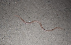 Phyllorhynchus decurtatus